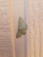 Chlorochlamys phyllinaria