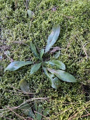 Hieracium lachenalii