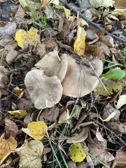 Rhodocybe