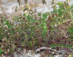 Euphrasia wettsteinii