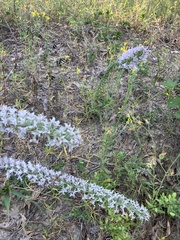 Liatris