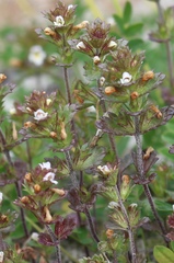 Euphrasia wettsteinii