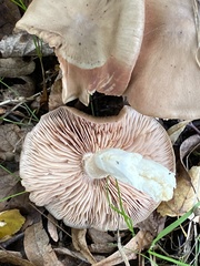 Rhodocybe