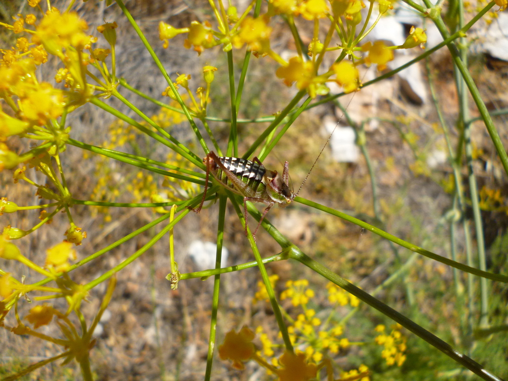 Aegean Bright Bush-Cricket