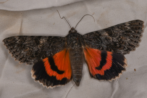 Western Underwing Moth photo 5