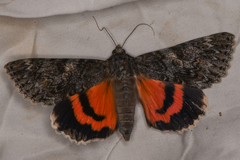 Catocala californica