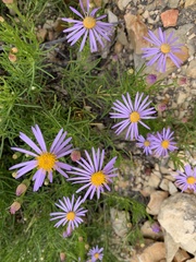Felicia filifolia