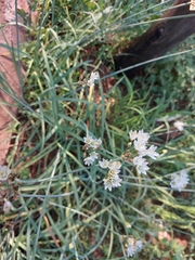 Nothoscordum gracile
