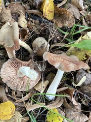 Rhodocybe