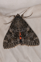 Catocala californica