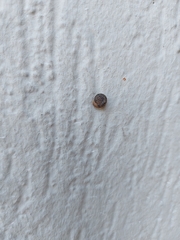 Xerotricha conspurcata