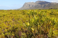 Leucadendron laureolum
