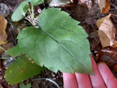 Media resource of Eurybia macrophylla