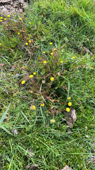 Cotula coronopifolia