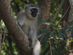 Chlorocebus pygerythrus pygerythrus