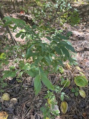 Vaccinium myrtilloides