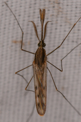 Anopheles occidentalis