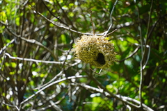 Ploceus cucullatus spilonotus