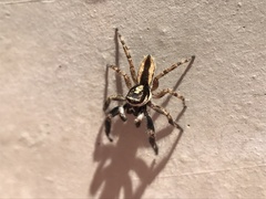 Menemerus bivittatus