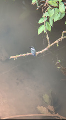 Chloroceryle amazona