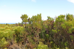 Leucadendron xanthoconus
