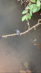 Chloroceryle amazona