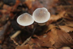 Mycena filopes