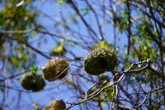 Ploceus cucullatus spilonotus