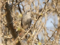 Polioptila dumicola