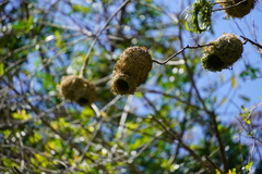 Ploceus cucullatus spilonotus