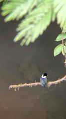 Chloroceryle amazona