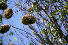 Ploceus cucullatus spilonotus