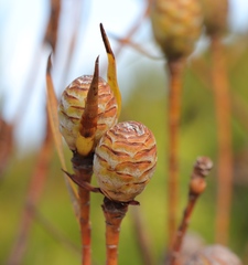 Leucadendron xanthoconus