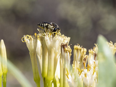 Megachile canariensis