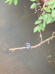 Chloroceryle amazona
