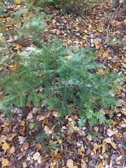 Abies balsamea image