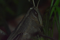 Schistocerca camerata