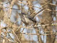 Polioptila dumicola