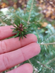 Abies balsamea image