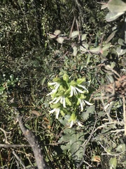 Bonatea speciosa