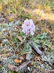 Oxytropis sericea