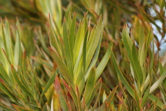 Leucadendron xanthoconus