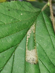 Phyllonorycter nicellii