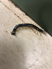 Hemiscolopendra marginata