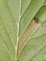 Phyllonorycter nicellii