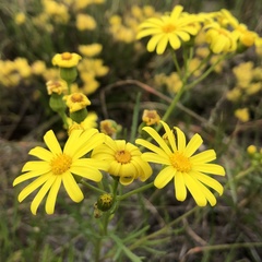 Senecio pinnatifolius