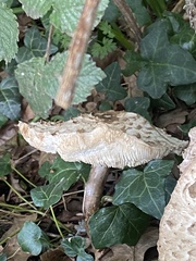 Chlorophyllum olivieri