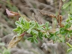 Ononis tridentata