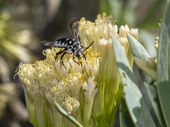 Thyreus histrionicus