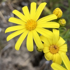 Senecio pinnatifolius
